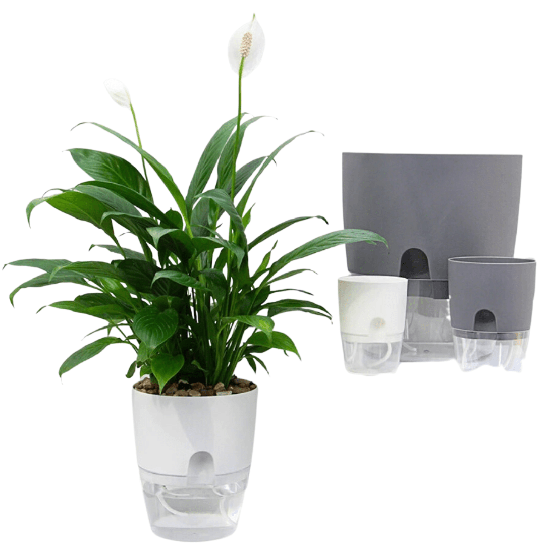 Self Watering Planter